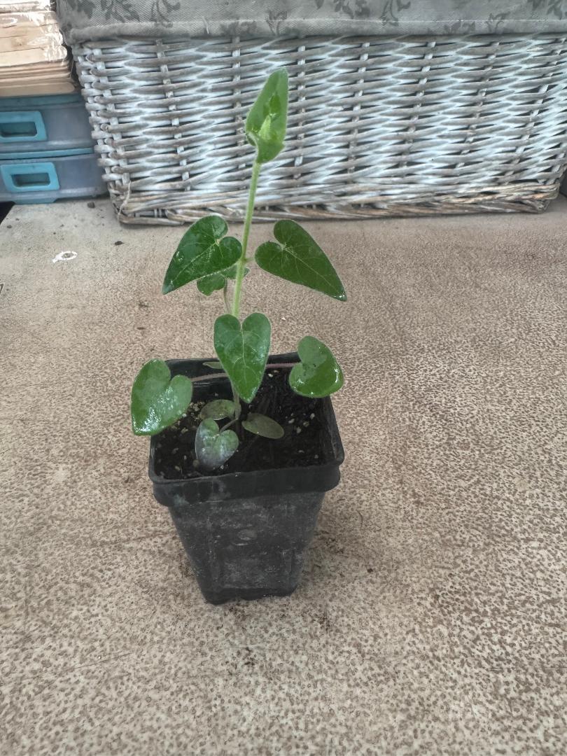 Tweedia caerula light blue – A4dibble Plants