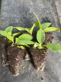 Verbasum Chaixii Wedding Candles x 10 bare rotted