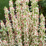 Verbasum Chaixii Wedding Candles x 10 bare rotted