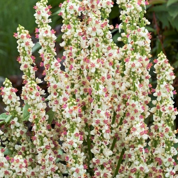 Verbasum Chaixii Wedding Candles x 10 bare rotted