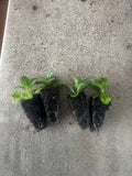 Veronica Longifolia Pink x 10 bare rooted plants