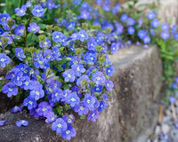 Veronica Oxford Blue