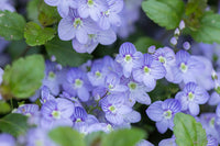 Veronica Waterperry Blue
