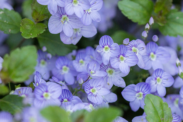 Veronica Waterperry Blue