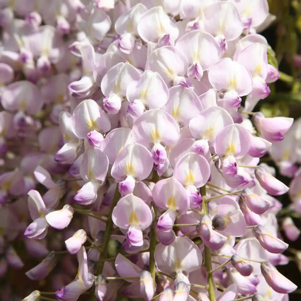 Wisteria Lipstick