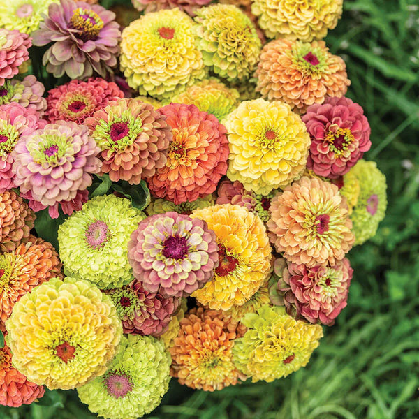 Zinnia Queeny Mix x 10 bare rooted plants