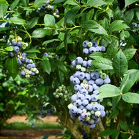 Blueberry - Vaccinium Suwannee