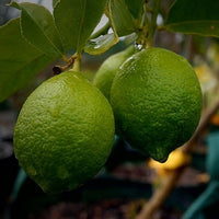 Citrus Tahitian Lime