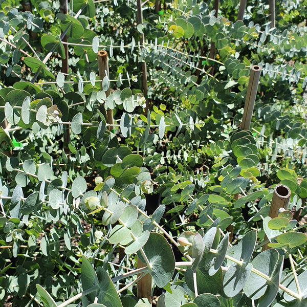 Eucalyptus Baby Blue