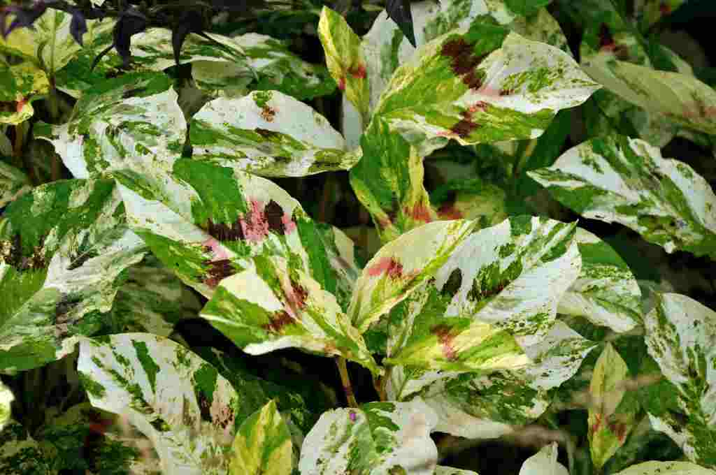 Persicaria Painters Palette A4 Dibble Plants