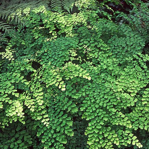 Adiantum - Maidenhair Fern