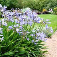 Agapanthus dwarf blue, bare rooted (x10)
