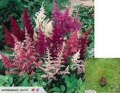 Astilbe Showstar - Mixed