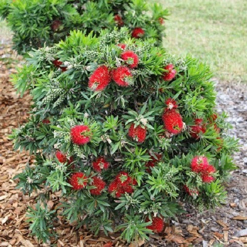 Callistemon Green John