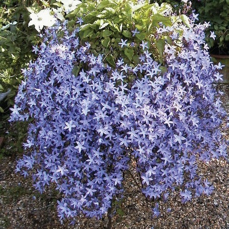 Campanula Waterfall Blue – A4 Dibble Plants