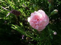 Carnation Otaki Pink