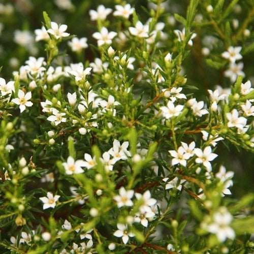 Coleonema Album Breath Of Heaven A4dibble Plants Coleonema Album Breath Of Heaven A4dibble Plants