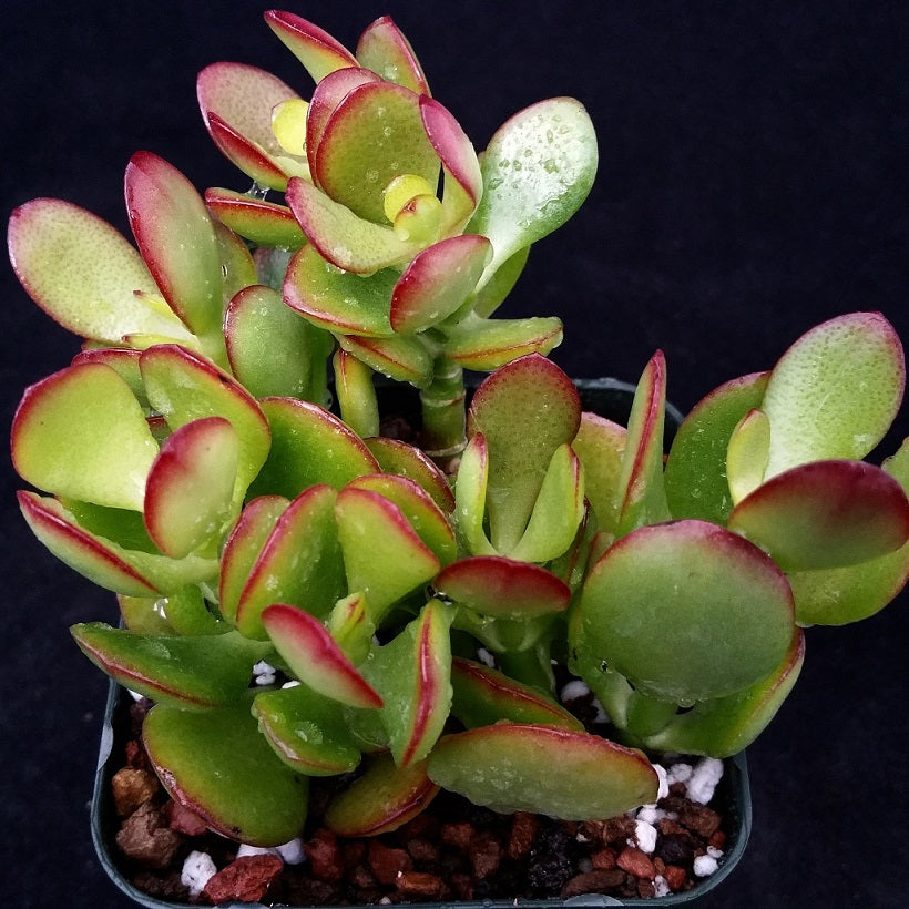 Crassula Ovata