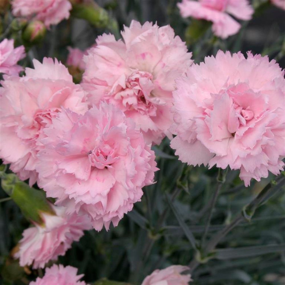 Shop Perennials – Page 10 – A4dibble Plants