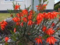 Erica Cerinthoides Red