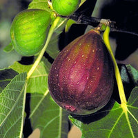 Fig - Brown Turkey