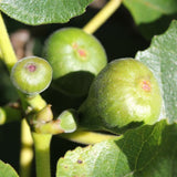 Fig - Ventura