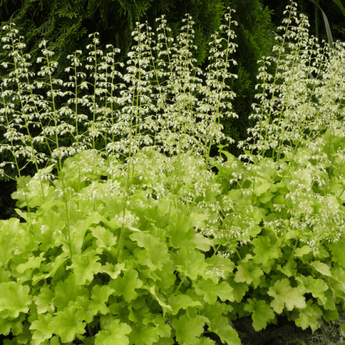 Heuchera Lime Marmalade