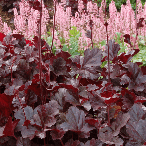 Heuchera Obsidian
