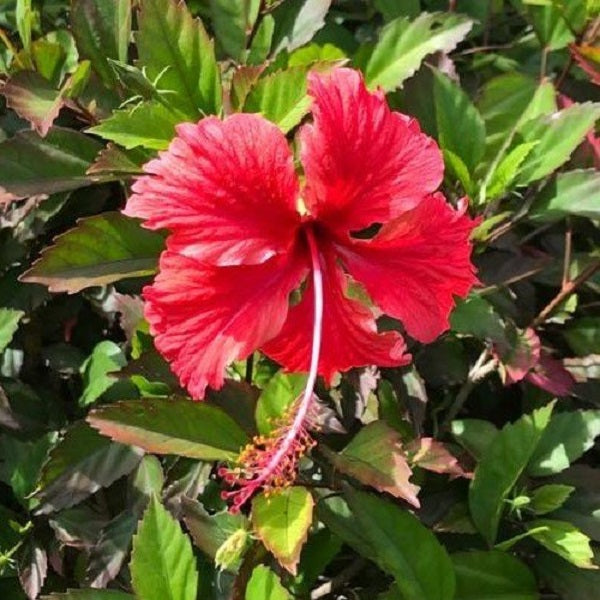 Hibiscus Rosa Sinensis