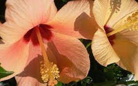 Hibiscus Tropical Peach