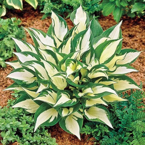 Hosta Loyalist