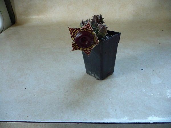 Huernia Zebrina