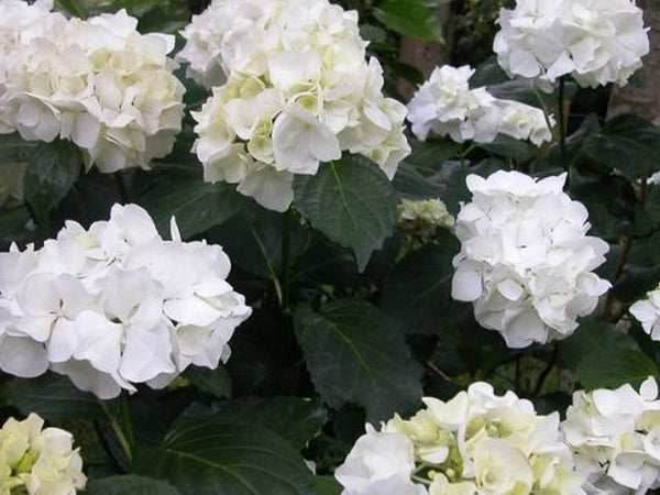Hydrangea Immaculata White