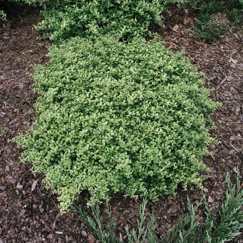 Ilex Helleri - Hedging