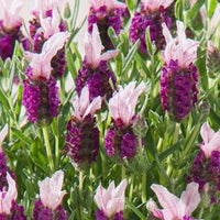 Lavender Stoechas Bandera Pink