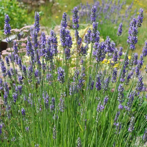 lavender plants for sale nz Lavender Grosso – A4dibble Plants