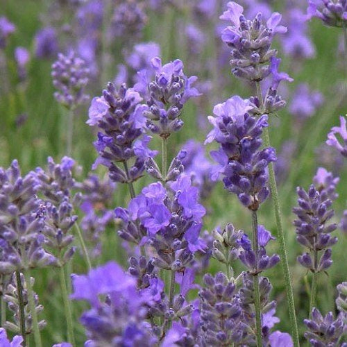 Lavender Hidcote