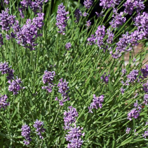 pacific blue lavender plants Lavender Pacific Blue – A4dibble Plants