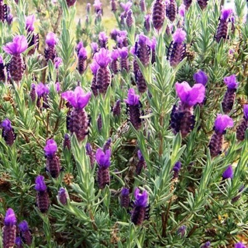 Lavender Pukehou