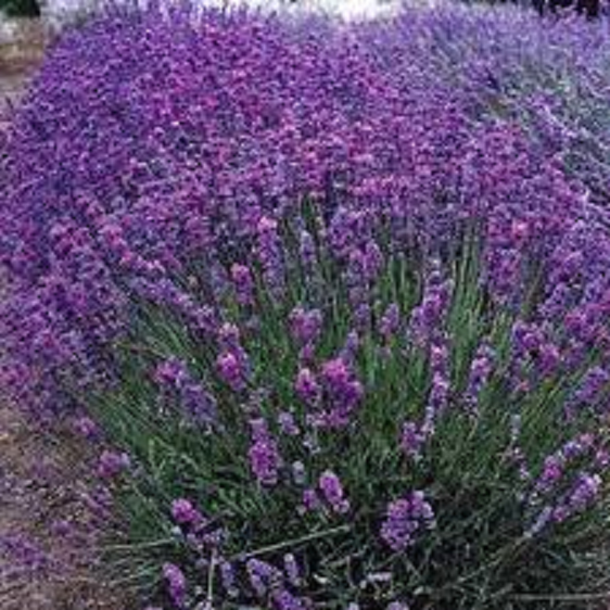 Lavender Violet Intrigue PVR