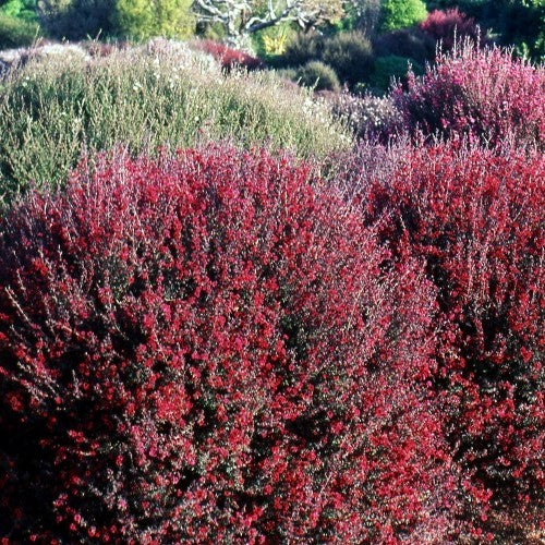 Leptospermum Crimson Glory - tea tree