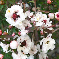 Leptospermum Princess Anne - tea tree