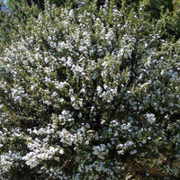 Leptospermum Scoparium - NZ Manuka