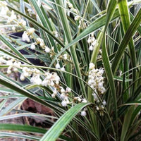 Liriope Stripey White