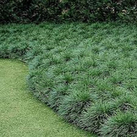 Ophiopogon Nana - Mini green Mondo grass