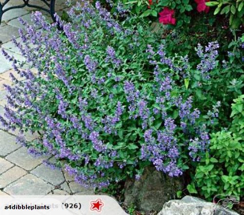 Nepeta Walkers Low - Catmint