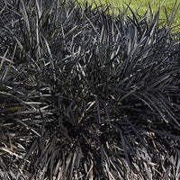 Ophiopogon Planiscapus - Mondo Grass 'Black Dragon'