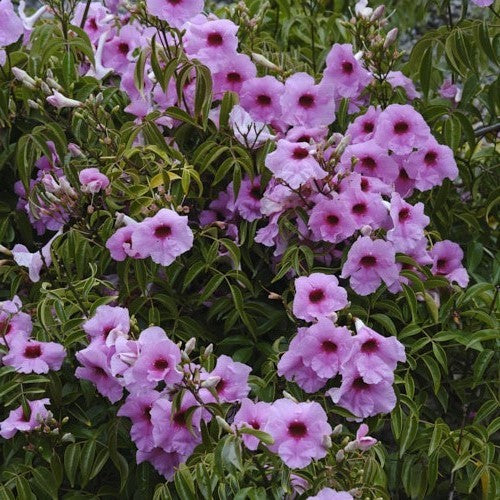 Pandorea Rosea - climber