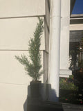Cupressus Green Spire Pencil pine