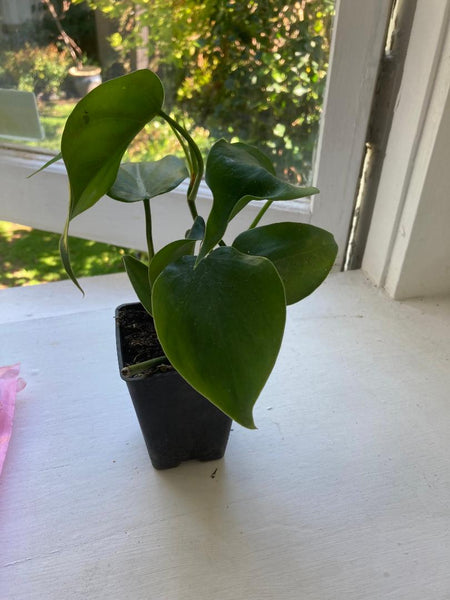 philodendron cordata Philodendron Cordata – A4dibble Plants